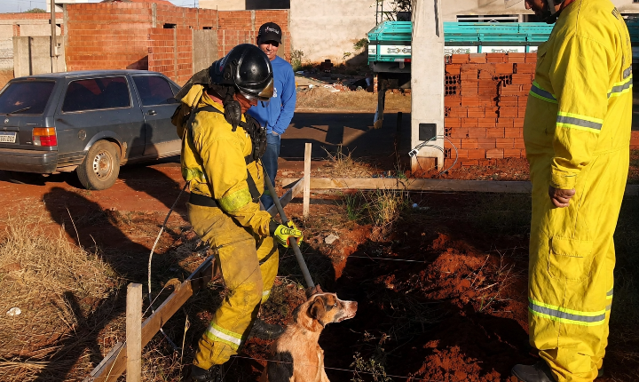 Brigada Municipal de Castilho (SP) resgata cão que caiu em buraco com mais de 2 metros de profundidade