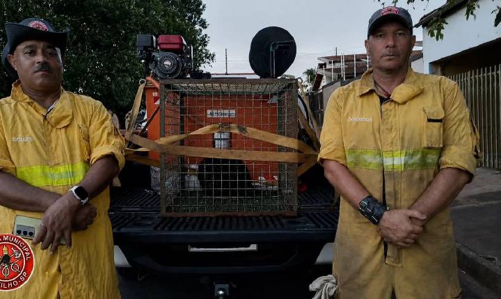 Brigada Municipal resgata macaco-bugio ferido no Porto Independência, em Castilho (SP)