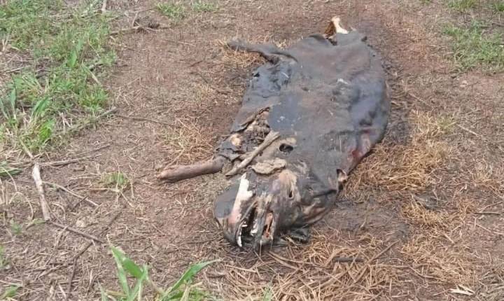 Departamento Bem-Estar Animal de Castilho (SP) resgata 21 suínos vítimas de maus-tratos