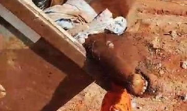 Descarte irregular de bezerro em caçamba pública causa indignação na zona rural de Castilho (SP)
