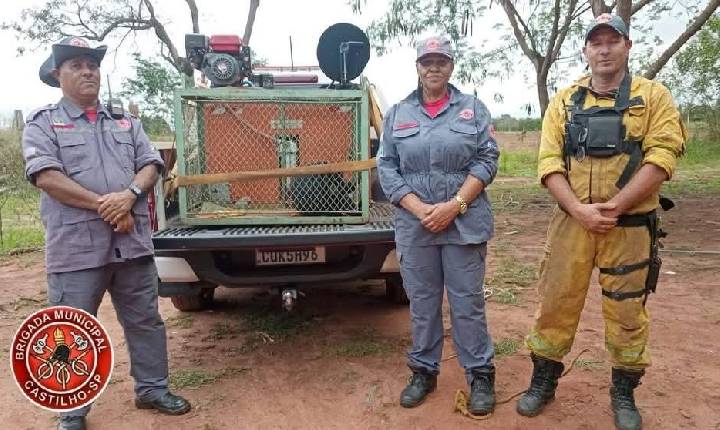 Macaco ferido é resgatado pela Brigada em área rural de Castilho (SP) e recebe atendimento veterinário 