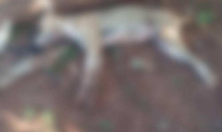 Moradores denunciam matança de cães por envenenamento no Assentamento Cafeeira em Castilho (SP)