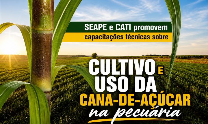 Secretaria de Agricultura e Pecuária promovem capacitações técnicas sobre cultivo e uso da cana-de-açúcar em Castilho (SP) 
