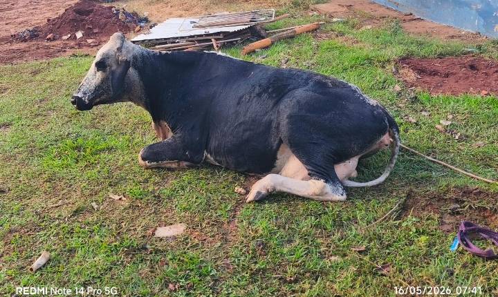 Vaca é resgatada após cair em fossa desativada em Três Lagoas (MS)