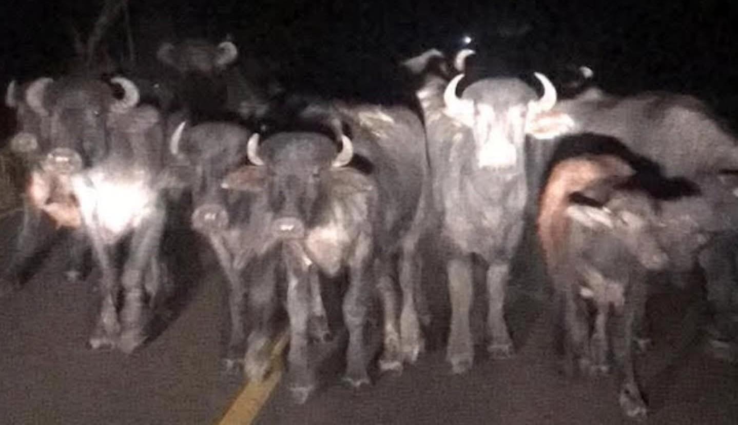 Animais soltos na estrada do bairro Beira Rio em Castilho (SP) provoca indignação de moradores do município 