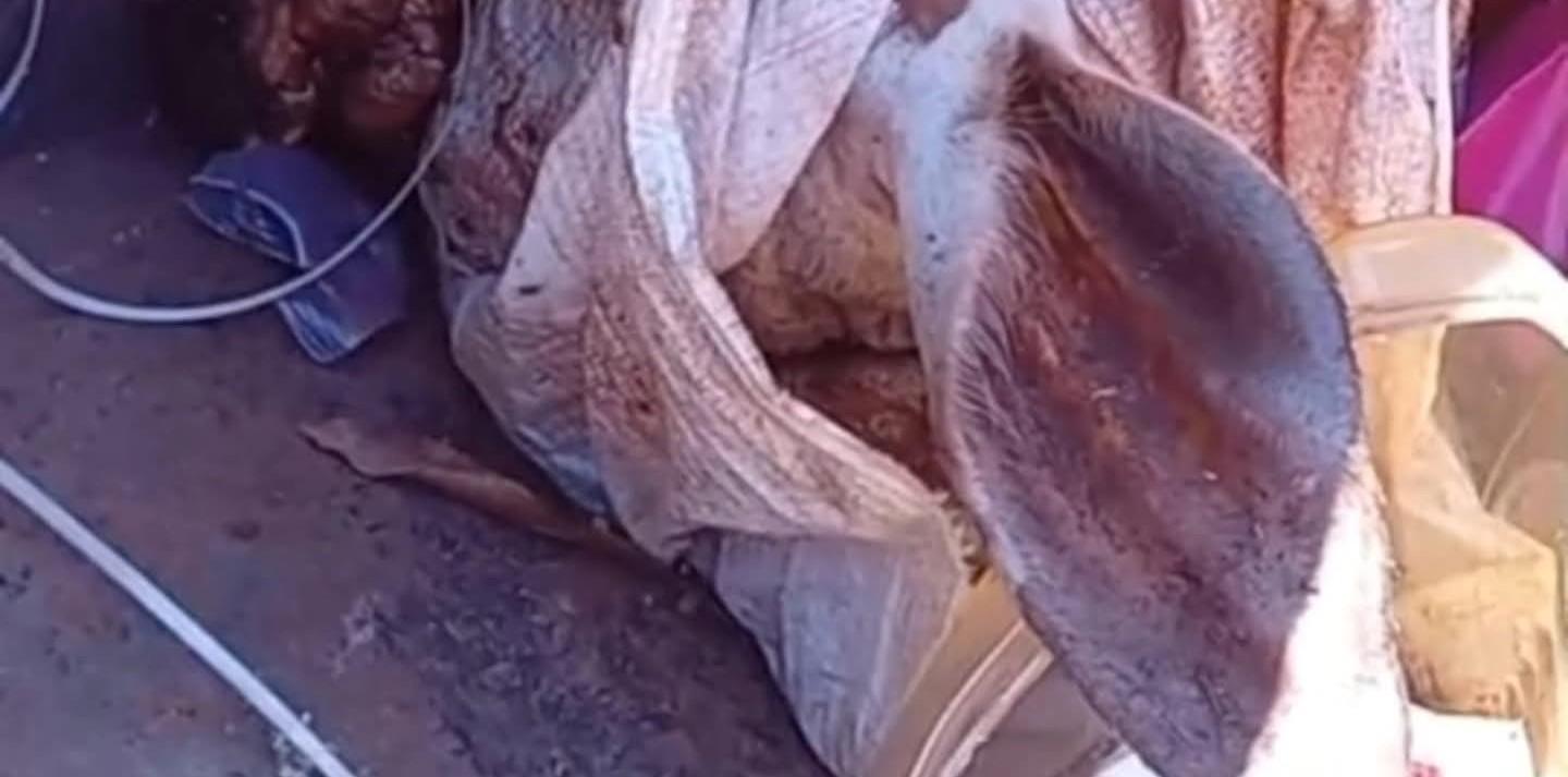 Descarte incorreto de lixo traz risco à Saúde em Castilho (SP)
