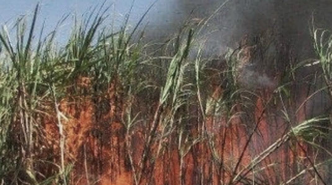 Homem é detido após provocar incêndio em plantação de cana em Castilho (SP)