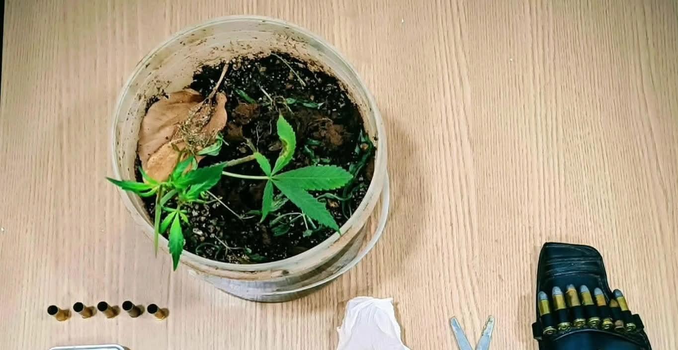 Homem é preso com pé de maconha e diversas munições em Andradina (SP)