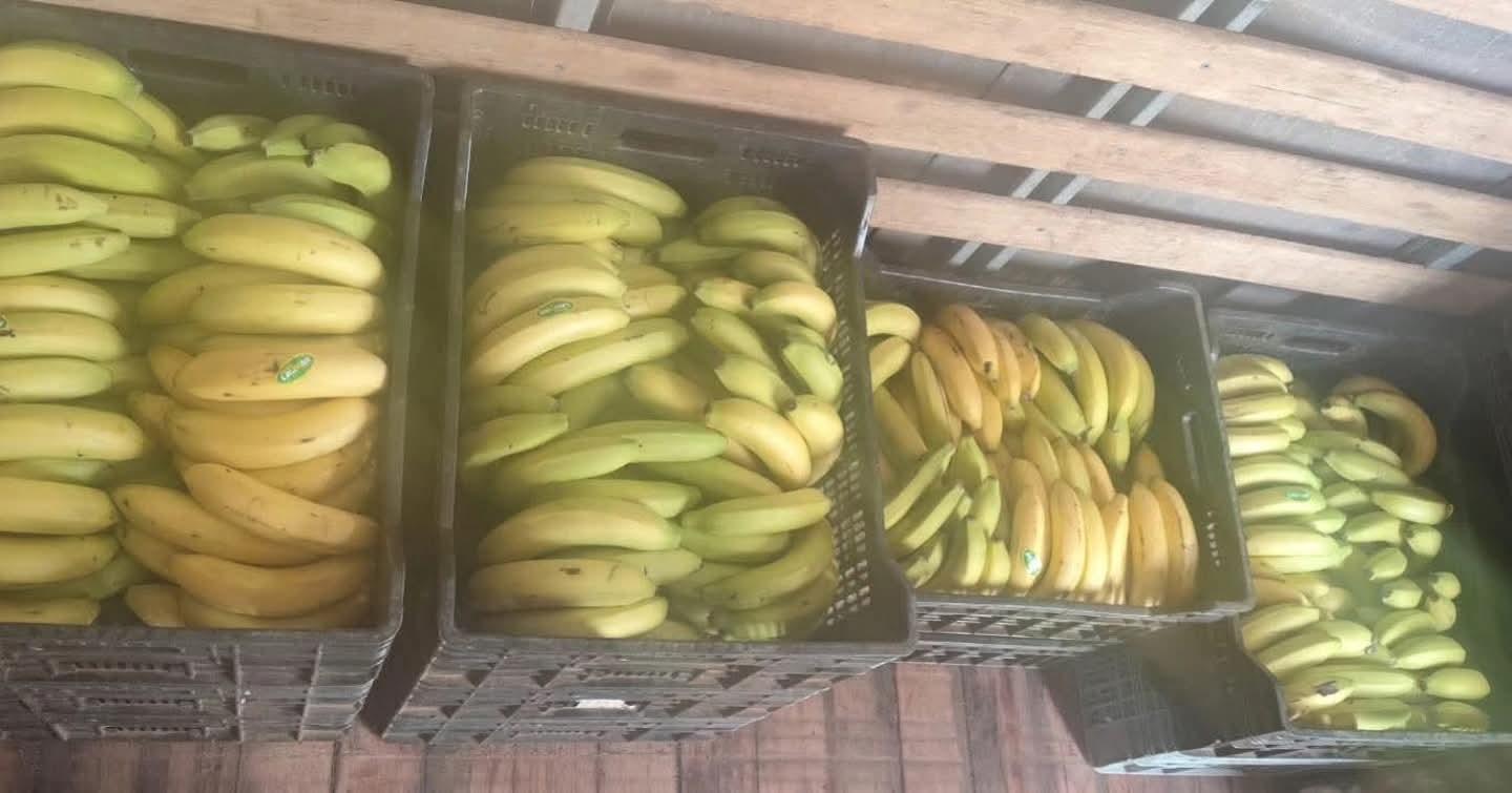 Motorista é preso por desviar cargas de banana do patrão e vender em comércios de Andradina (SP)