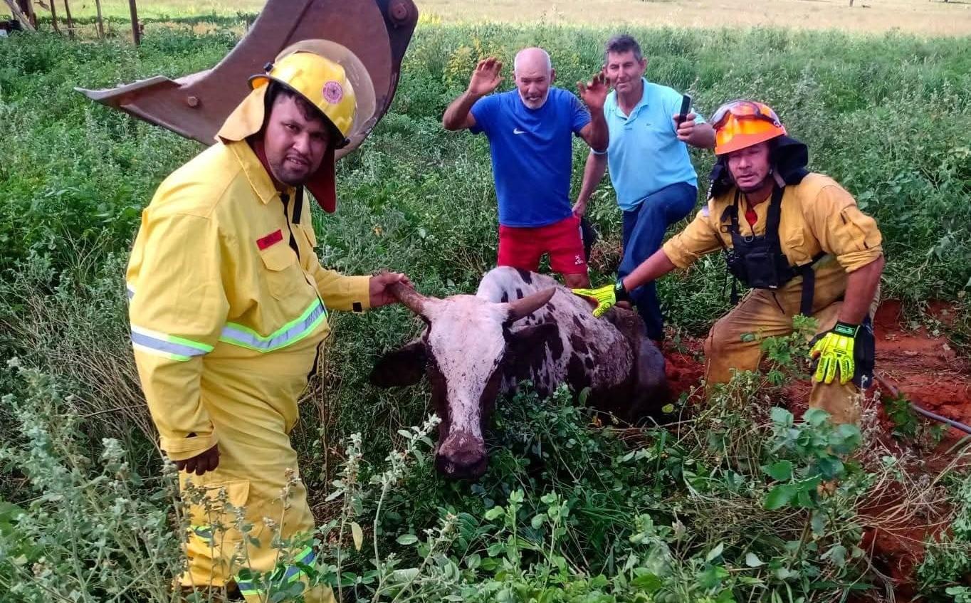 Após 11 horas de agonia, vaca que caiu em buraco é localizada e resgatada pela Brigada de Castilho (SP)
