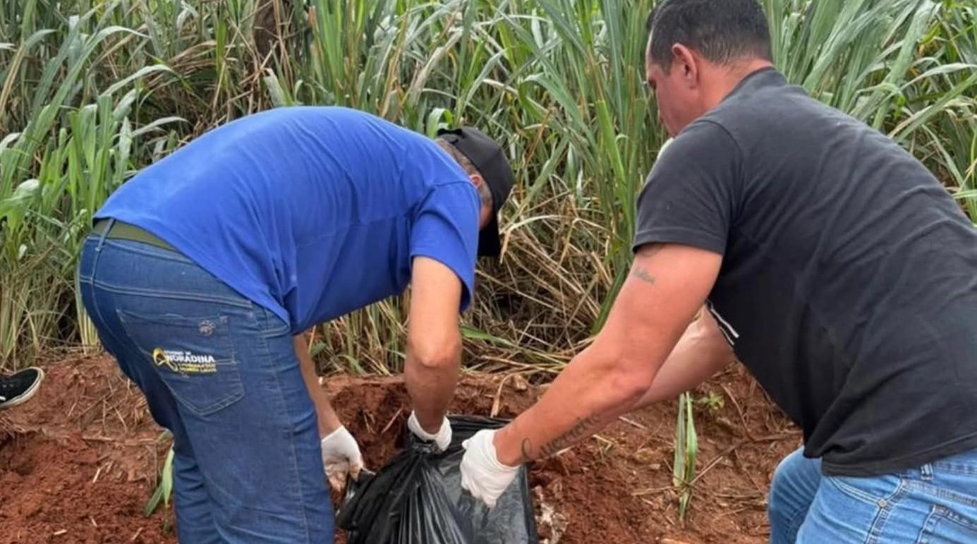 Após repercussão do caso Orelha, nova morte de animal em Andradina (SP)  mobiliza autoridades