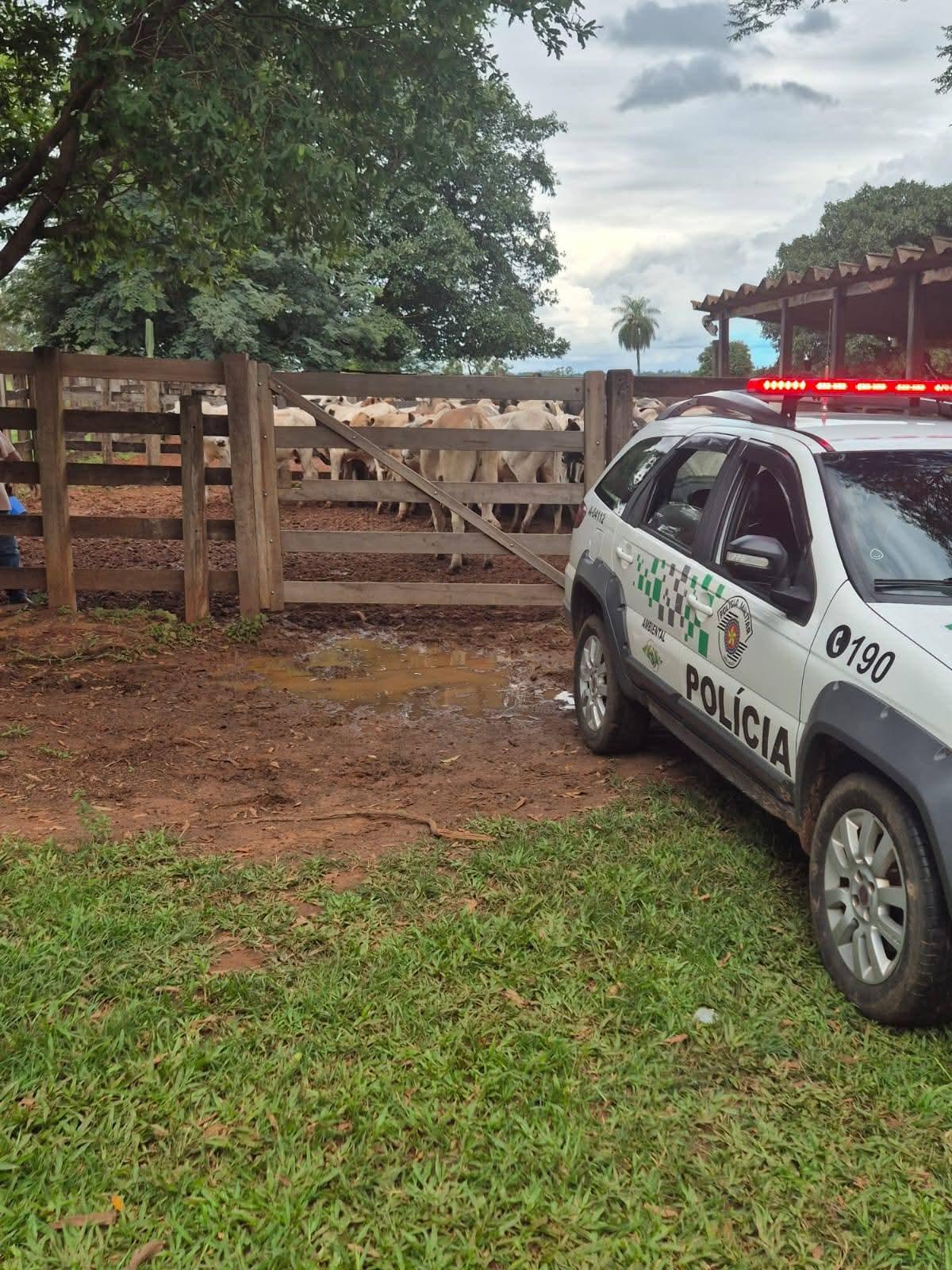 Polícia Ambiental recupera mais 43 bovinos furtados em Ilha Solteira (SP)