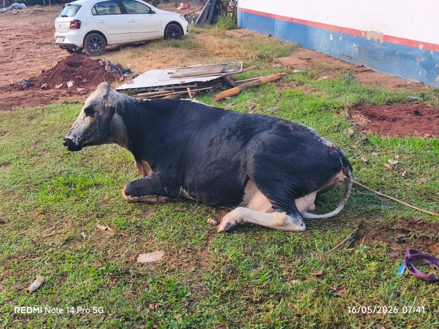 Vaca é resgatada após cair em fossa desativada em Três Lagoas (MS)