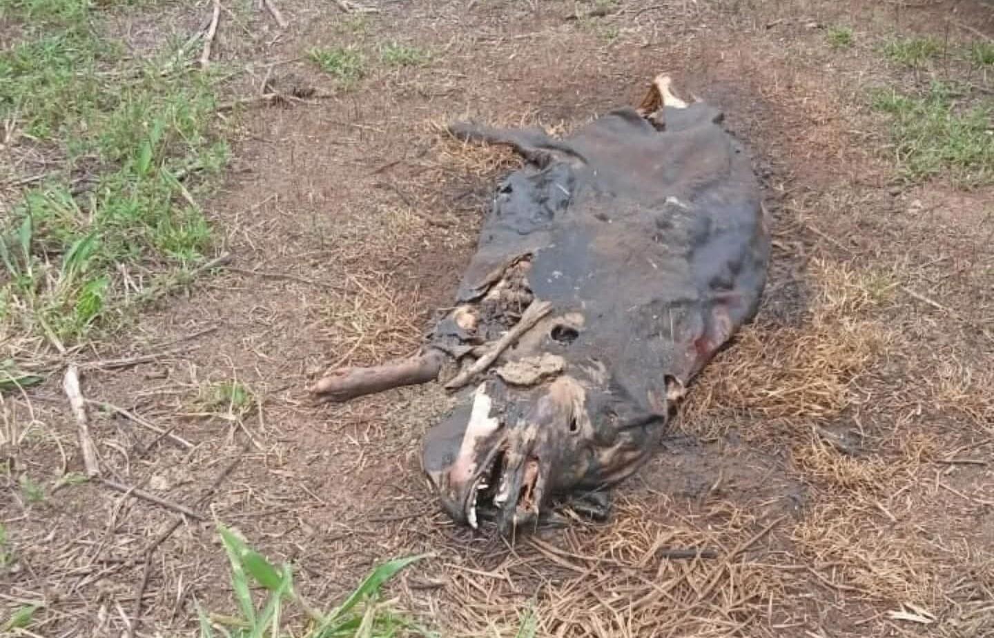 Departamento Bem-Estar Animal de Castilho (SP) resgata 21 suínos vítimas de maus-tratos