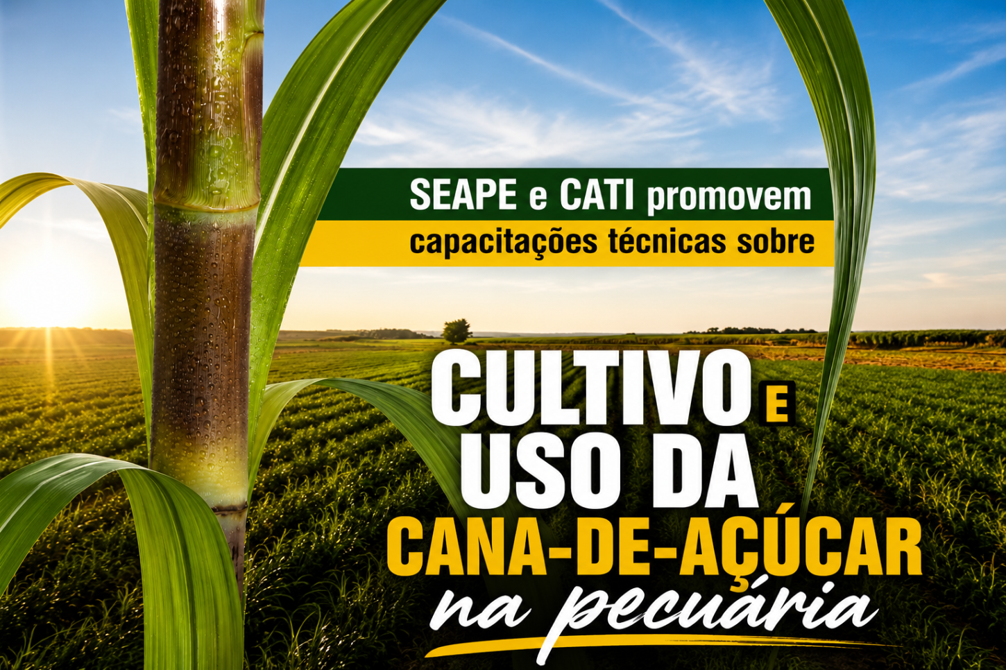 Secretaria de Agricultura e Pecuária promovem capacitações técnicas sobre cultivo e uso da cana-de-açúcar em Castilho (SP) 