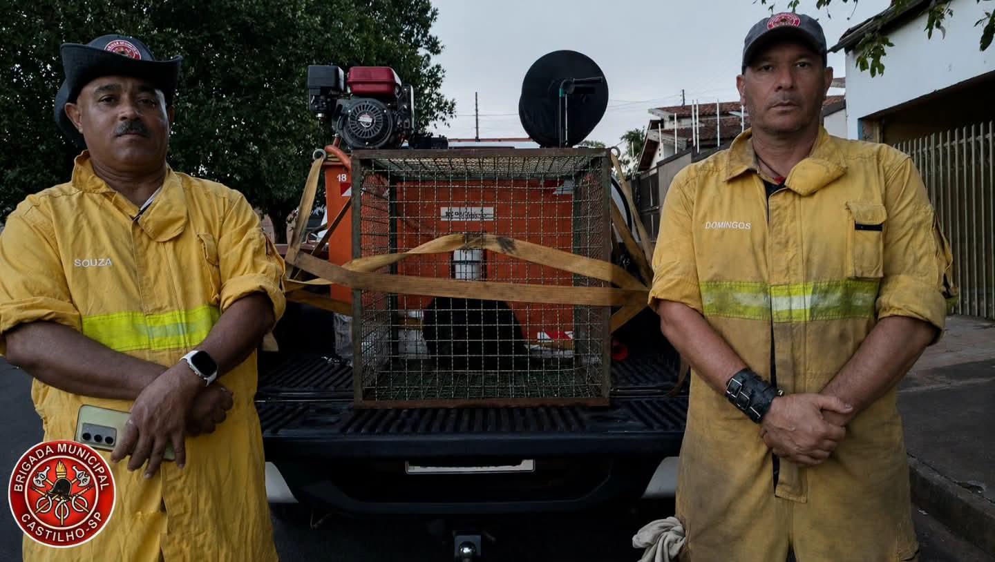 Brigada Municipal resgata macaco-bugio ferido no Porto Independência, em Castilho (SP)