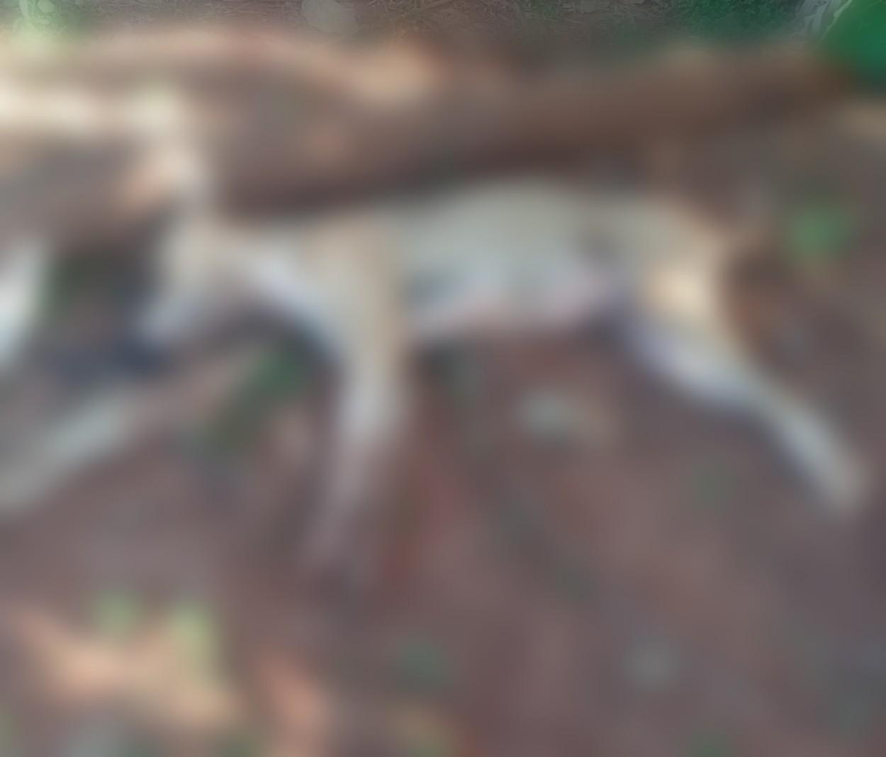 Moradores denunciam matança de cães por envenenamento no Assentamento Cafeeira em Castilho (SP)